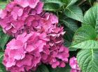 Hydrangea Flower Head