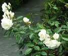 Iceberg Water Rose