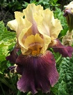 Iris Purple Cream