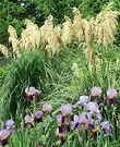 Iris Toi Toi