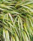 Japanese Grass