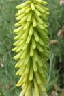 Kniphofia Lime