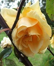 Lady Hillngdon Rose