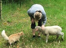 Lamb Cat Fluffy