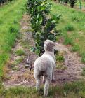 Lamb Hazelnut Orchard