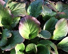 Leaf Bergenia