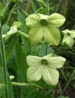 Lime Flower Nicotiana