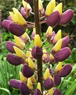 Lupin Purple Yellow