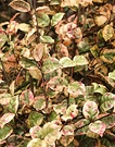 Myrtle Foliage Shrub