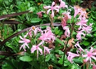 Nerine Pink Flax