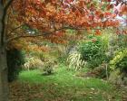 Oak Border Autumn