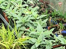 Perennials Pot Scrophularia