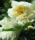 Rambling Cream Rose
