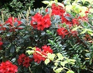 Rhododendron Hebe Cornus