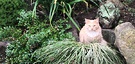 Rockery Fluffy Cat