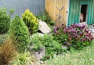 Rockery Kennel Conifer