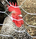 Rooster Red Comb