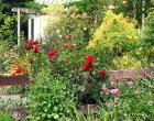 Rose Fence Conifer