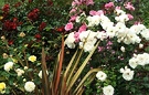 Rose Flax Border