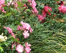 Roses Grass