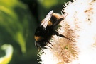 Sedum Bee Bumble