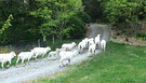 Sheep Path Garden