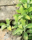 Stachys Lime Bricks