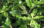 Sun Pittosporum Green