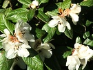 Sun White Rhododendron