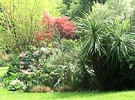 Sunny Cordyline Shrub Garden