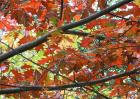 Tree Autumn Oak