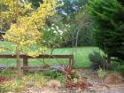 Tree Ginko Autumn