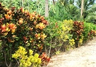 Tropical Garden Hedge