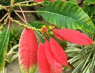 Tropical Red Leaves