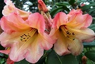 Tropical Rhododendron