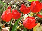 Tulip Bright Red