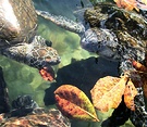 Turtles
