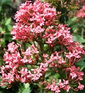 Valerian Pink Flower