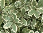 Variegated Native Karaka