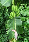 Vegetation Banana