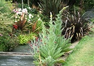 Verbascum Flowers Plank