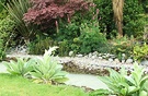 Verbascum Water Maple