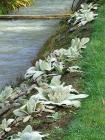 Verbascum Water Side