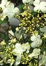 Viburnum Summer Snowflake