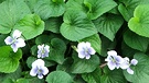 Violet Blue White