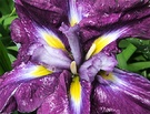 Water Iris Purple