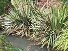 Water Messy Flax