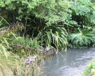 Waterside Gunnera Carex