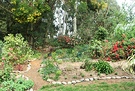 Wattle Woods Replanted