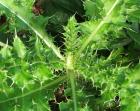 Weed Spiky